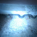 Blotched water snake