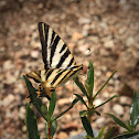 Southern Swallowtail