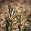 Southern Swallowtail