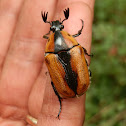 Cowboy Beetle