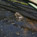 Western Pond Turtle
