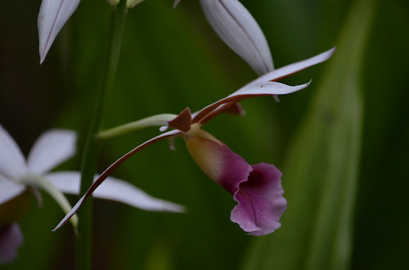 Spotting Image 1