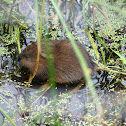 Muskrat