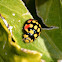 Lunate Ladybird