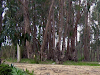 Terreno 67800 Mts Comuna De El Tabo