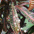 Garden Croton