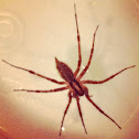 Grass spider (male)