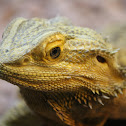 Central Bearded Dragon
