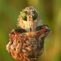 Robber Fly