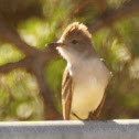 Ash-throated Flycatcher