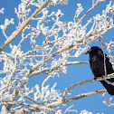 Common Raven