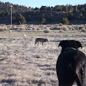 Coyote