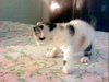 Gatitas Lindas Buscan Hogar