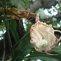Night Queen / Dutchman's Pipe