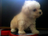 Caniche Mini Y Toy