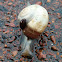 snail