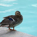 Female mallard