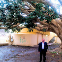 Ficus sycomorus