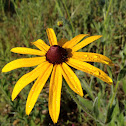 Black-eyed Susan