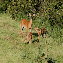 White-Tailed Deer