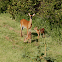 White-Tailed Deer