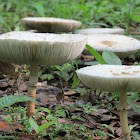 Fairy Ring Mushrooms