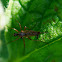 Stiletto Fly