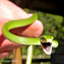 Rough Greensnake