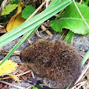 Vole
