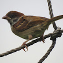 Eurasian Tree Sparrow