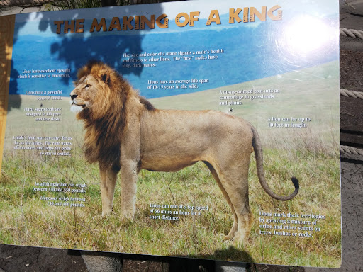 Lion Exhibit 