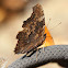 Blue Admiral