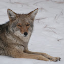 Coyote