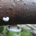 Common Split Gill