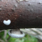 Common Split Gill