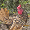 Rooster