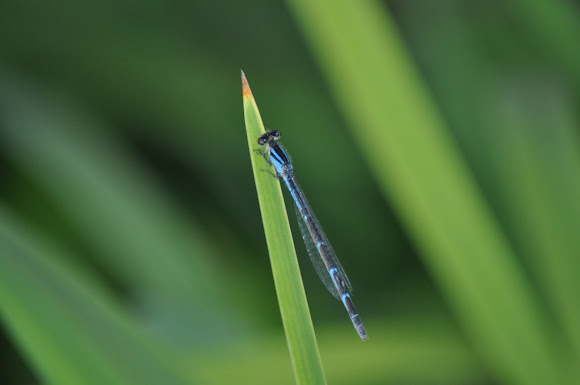 Spotting Image 1