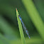 Bluet