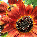 ? Sunflower