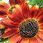 ? Sunflower