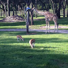 Giraffe