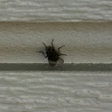 House Fly