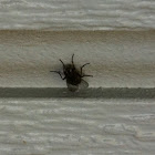 House Fly