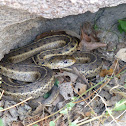 Common Garter Snake