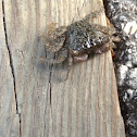 Mangrove tree crab