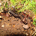 Mountain Dusky Salamander