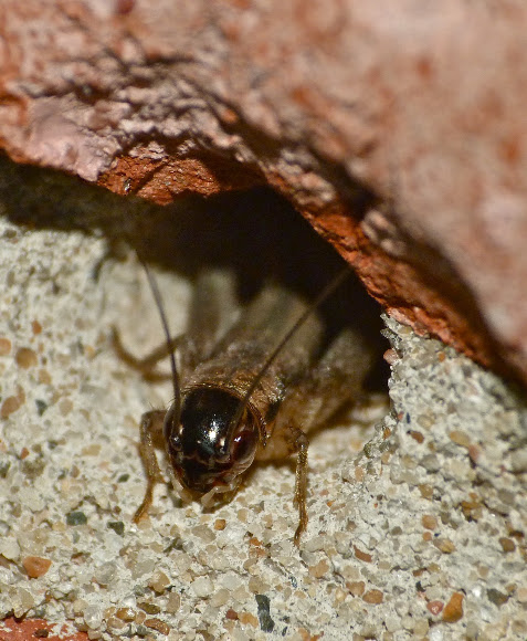 Spotting Image 1