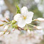 Sakura / Cherry blossom