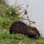 Nutria