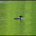 Common Loon